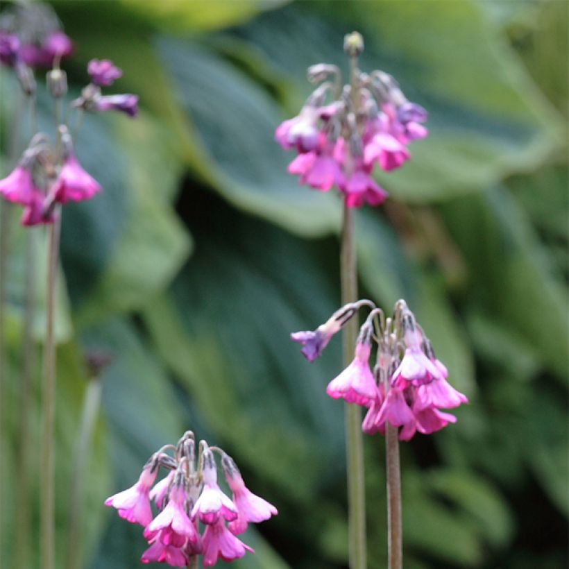 Primula secundiflora (Floración)