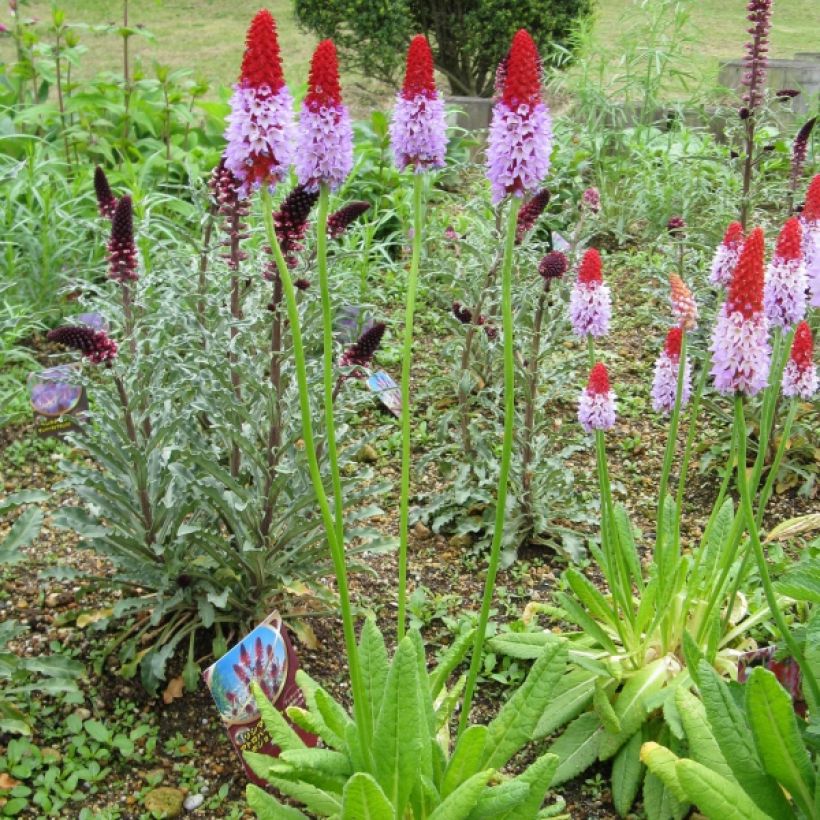 Primula vialii (Porte)