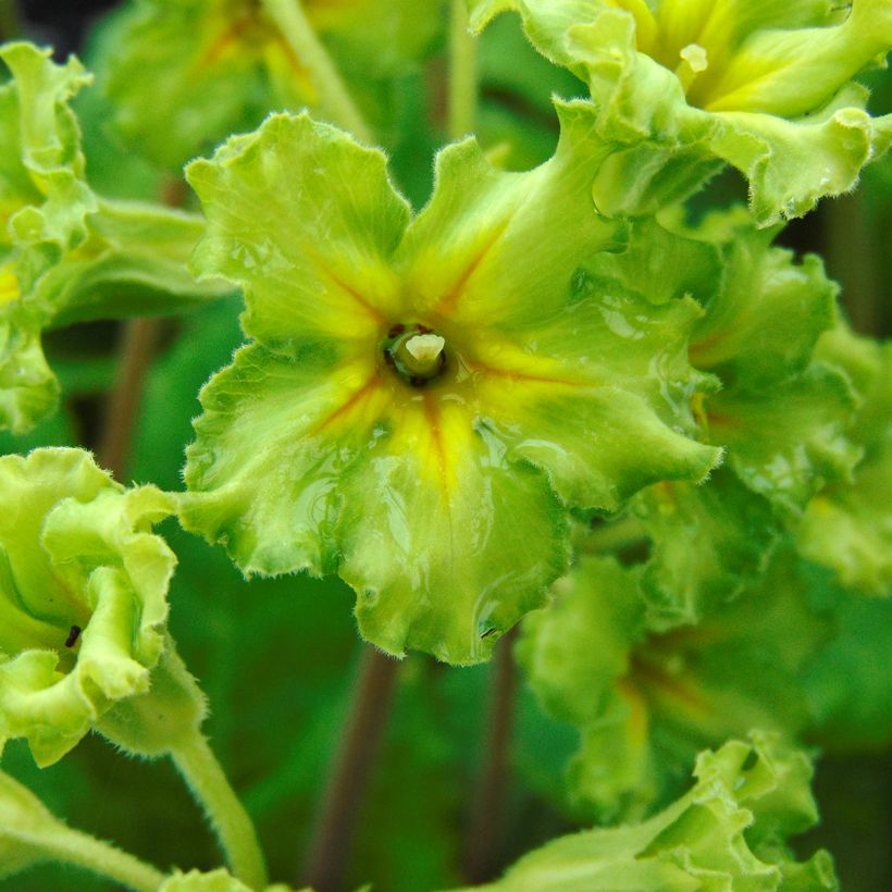 Primula vulgaris Francesca (Floración)