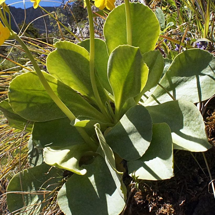 Primula pubescens (Follaje)