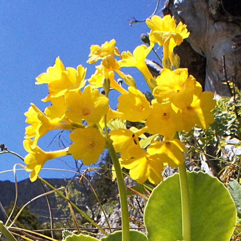 Primula pubescens (Floración)