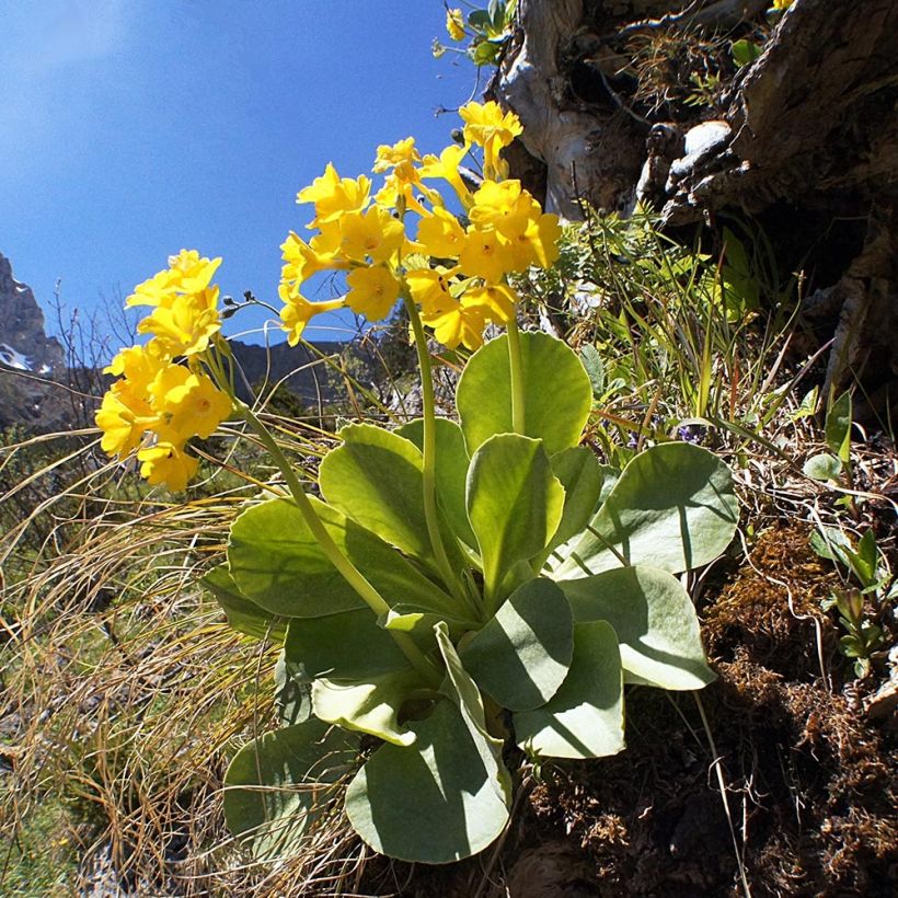 Primula pubescens (Porte)