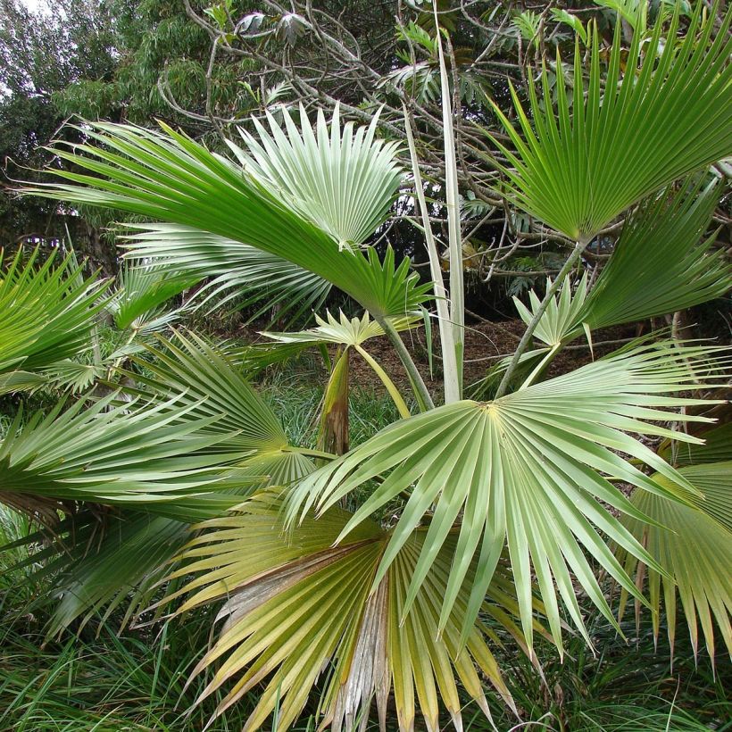 Pritchardia hillebrandii - Palmera (Follaje)