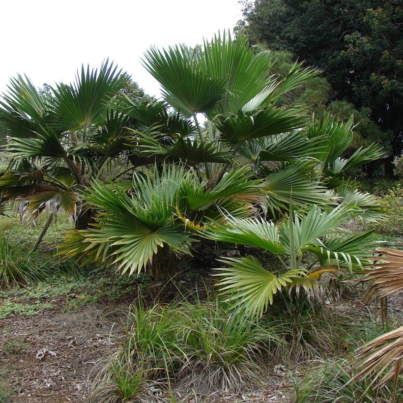 Pritchardia hillebrandii - Palmera (Porte)