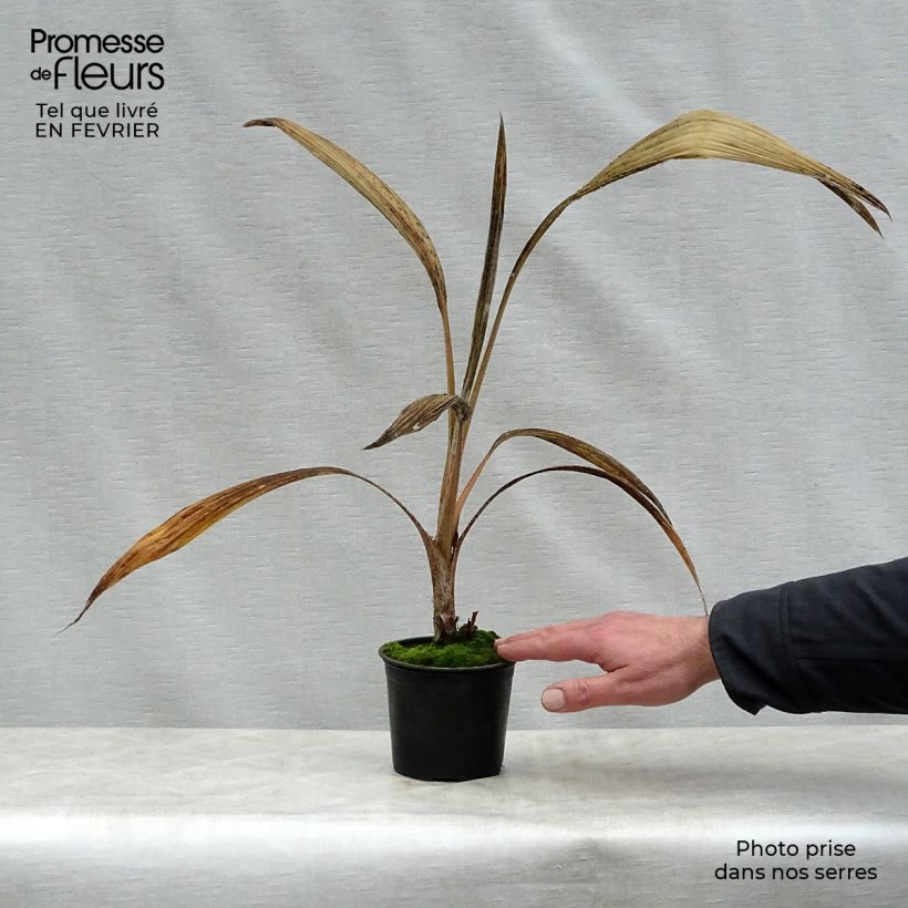 Pritchardia hillebrandii Blue Moon - Palmier d'Hawaï Pot de 12 cm Ejemplar entregado en invierno