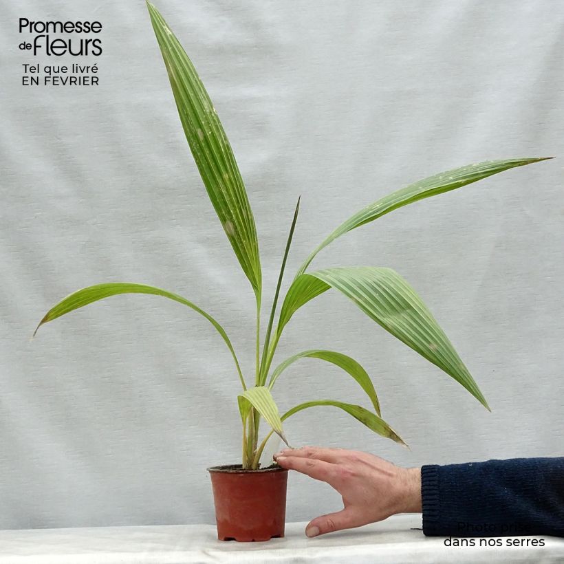 Pritchardia hillebrandii - Palmier d'Hawaï Pot de 12 cm Ejemplar entregado en invierno