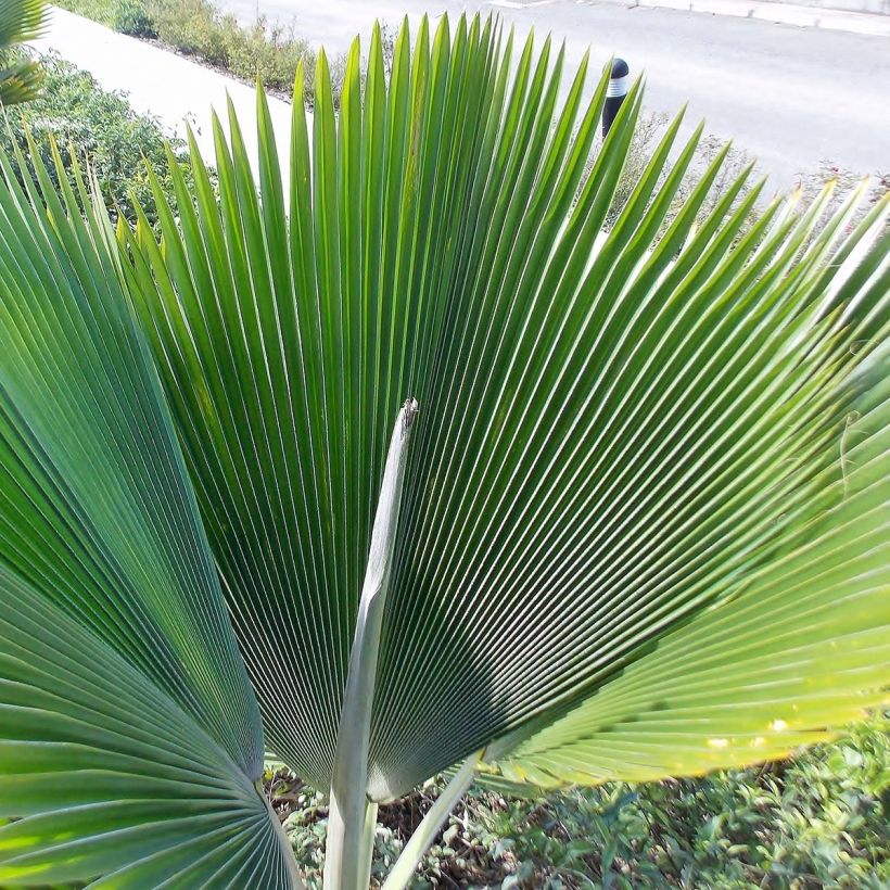 Pritchardia pacifia - Palmera (Follaje)