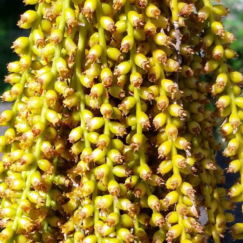 Pritchardia pacifia - Palmera (Floración)