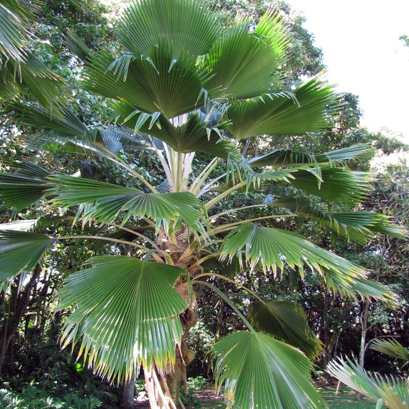 Pritchardia pacifia - Palmera (Porte)