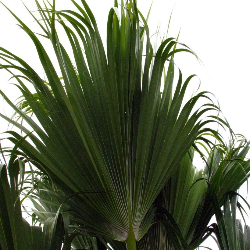 Pritchardia remota - Palmera (Follaje)