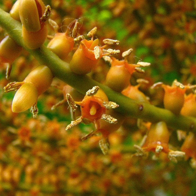 Pritchardia remota - Palmera (Floración)