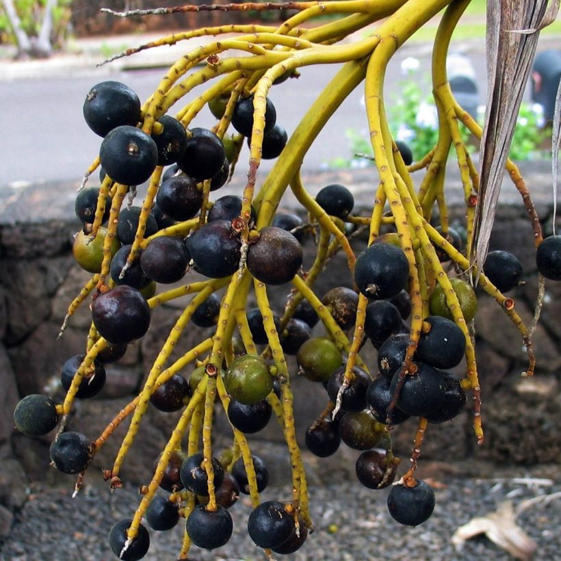 Pritchardia remota - Palmera (Cosecha)