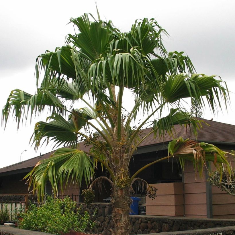 Pritchardia remota - Palmera (Porte)