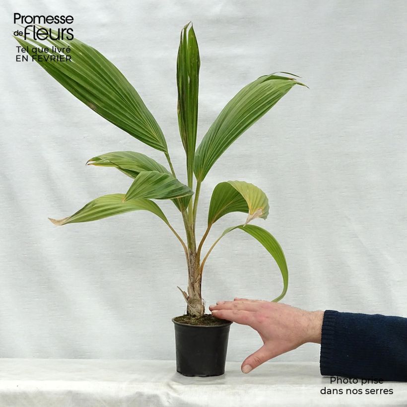 Pritchardia remota - Palmier d'Hawaï Pot de 12 cm Ejemplar entregado en invierno