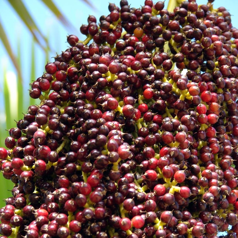 Pritchardia thurstonii - Palmera (Cosecha)