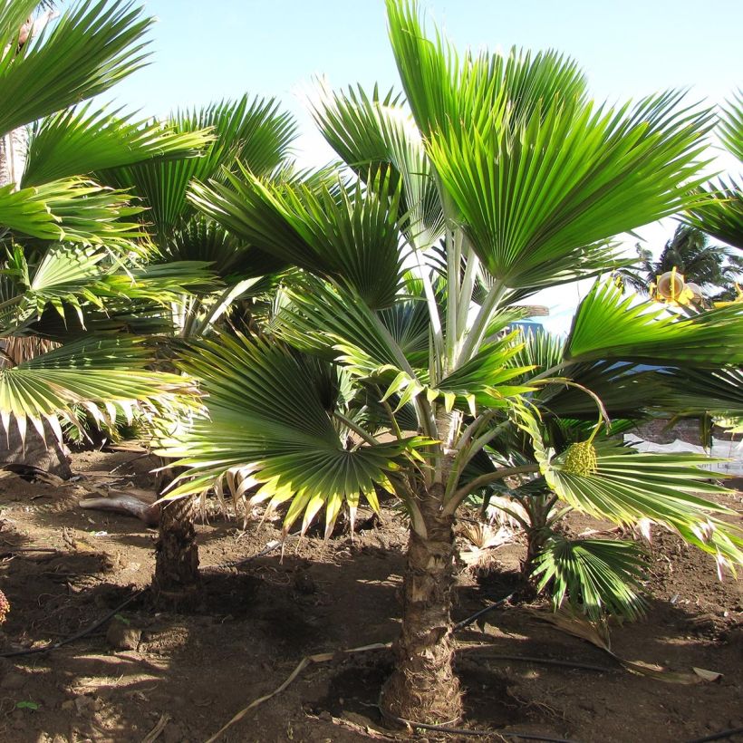 Pritchardia thurstonii - Palmera (Porte)