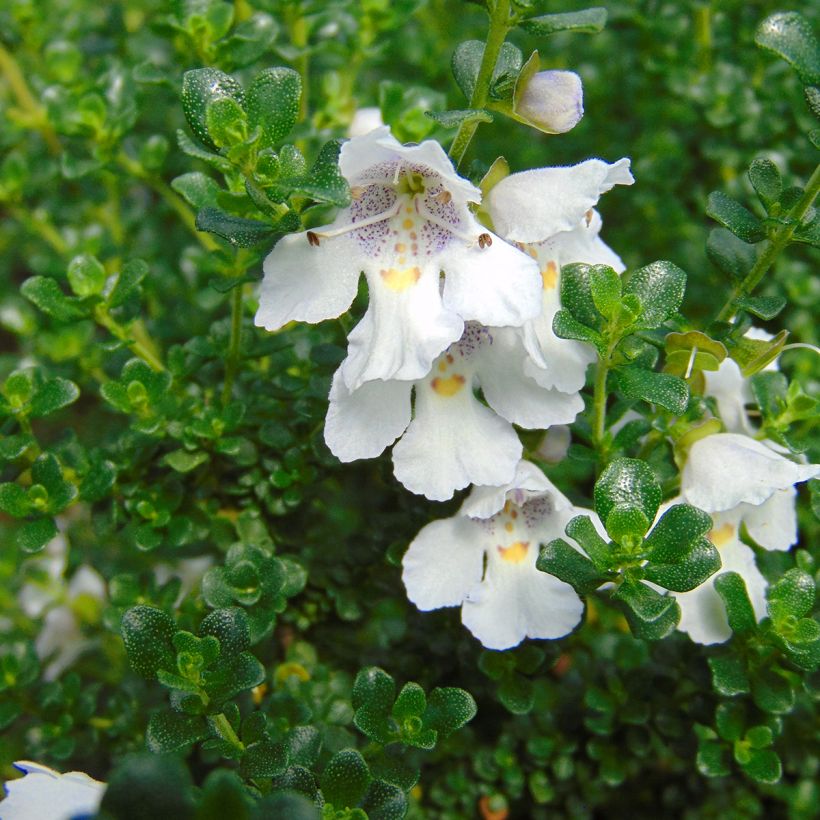 Prostanthera cuneata (Floración)