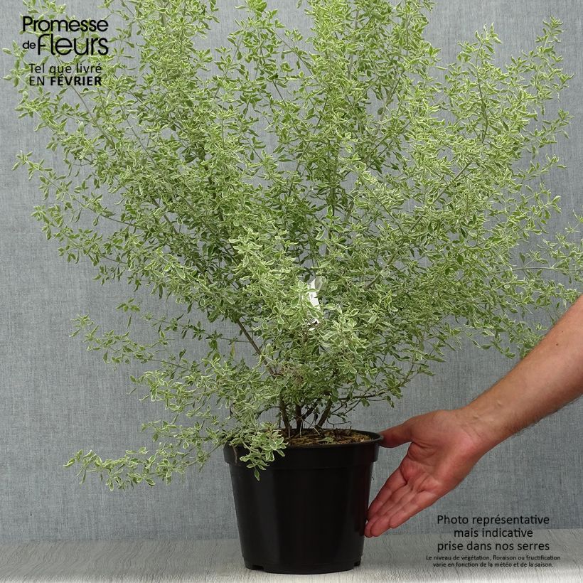 Ejemplar de Prostanthera ovalifolia Variegata - Menthe australienne panachée. Pot de 4L/5L entregado en otoño