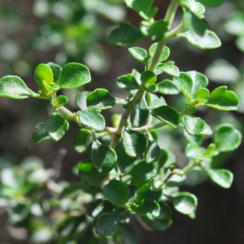 Prostanthera rotundifolia (Follaje)