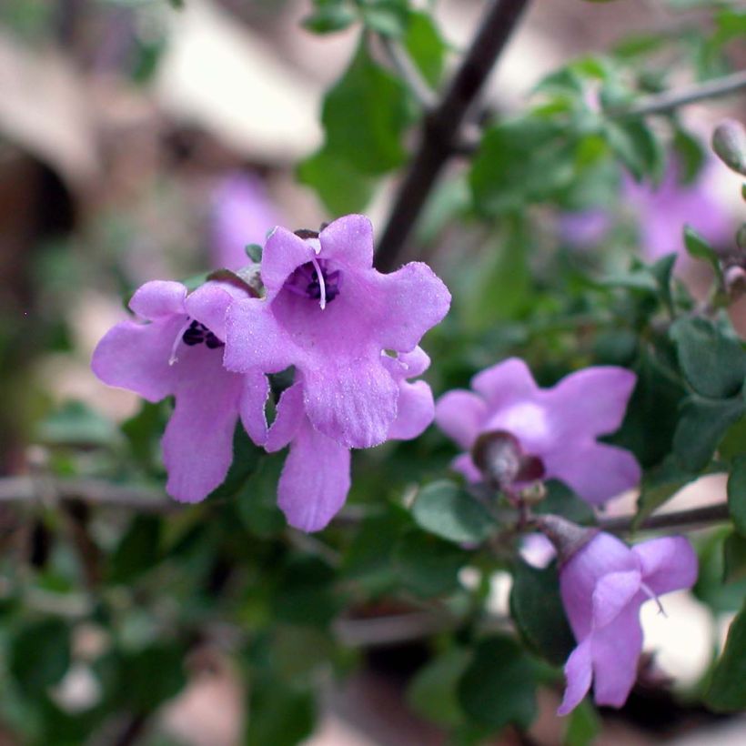 Prostanthera rotundifolia (Floración)