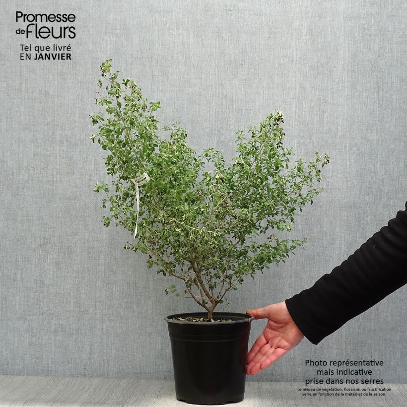 Prostanthera rotundifolia - Menthe Australienne Pot de 4L/5L Ejemplar entregado en invierno