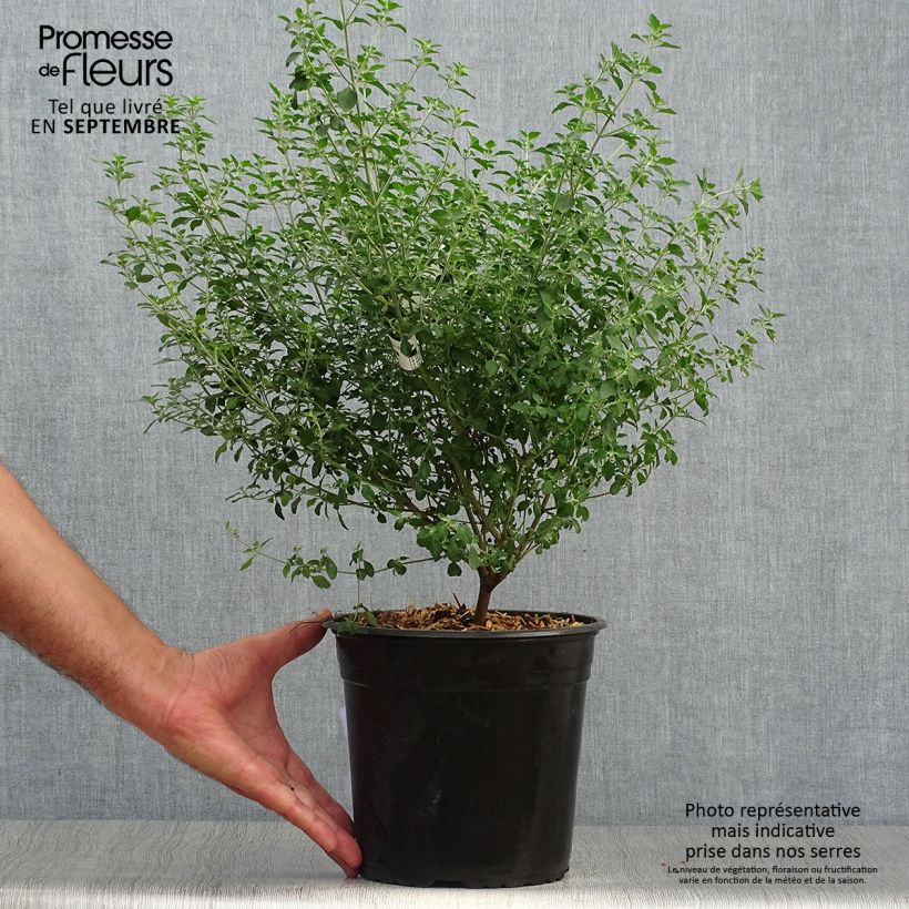 Ejemplar de Prostanthera rotundifolia - Menthe Australienne Pot de 4L/5L entregado en otoño