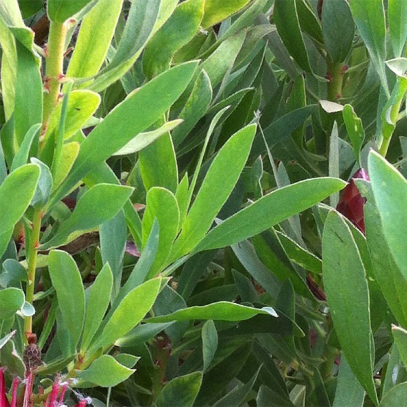 Protea Clark's Red (Follaje)