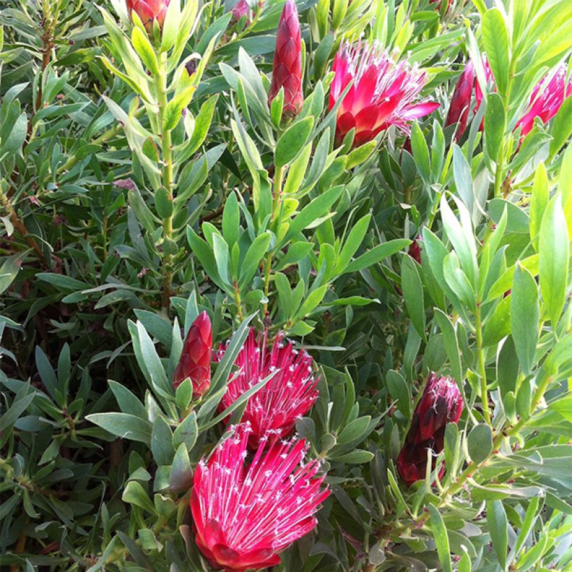 Protea Clark's Red (Floración)