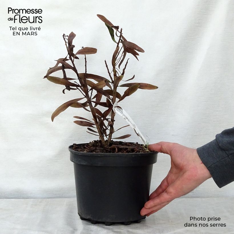 Protea Clark's Red - Protée hybride Pot de 4L/5L Ejemplar entregado en la primavera