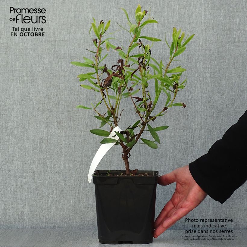 Ejemplar de Protea Clark's Red - Protée hybride Pot de 4L/5L entregado en otoño