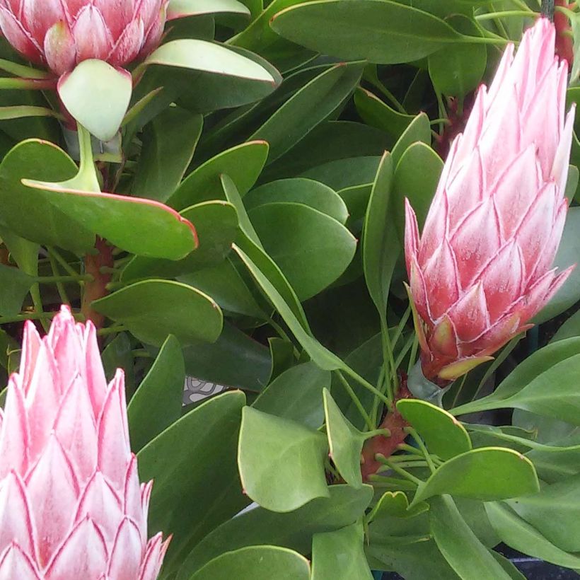 Protea cynaroides Little Prince - Protea rey (Follaje)