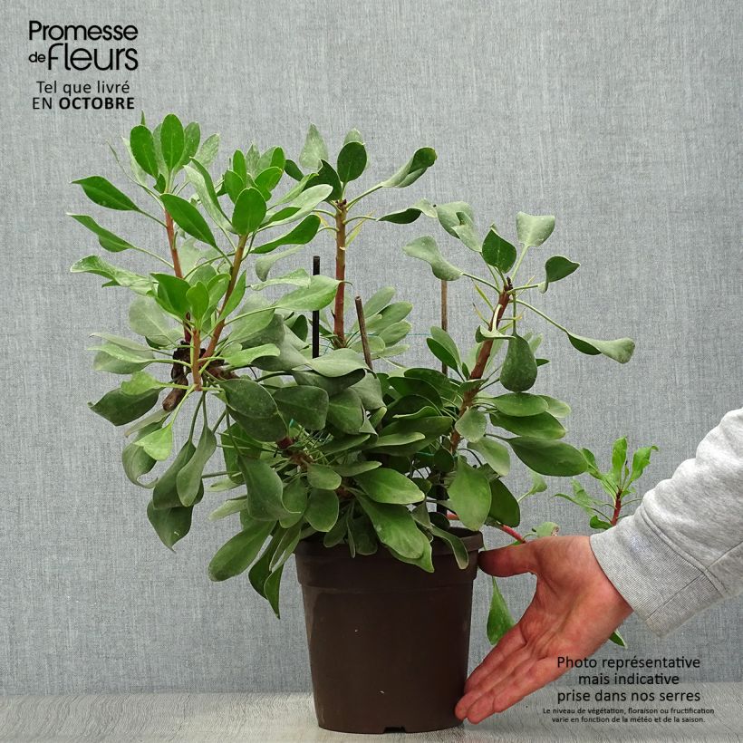 Ejemplar de Protea Little Prince - Protée royale Pot de 2L/3L entregado en otoño