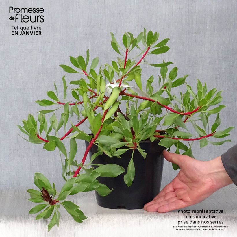 Protea Pink Crown - Protée hybride Pot de 4L/5L Ejemplar entregado en invierno