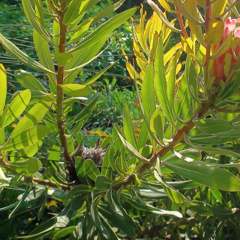 Protea Pink Ice (Follaje)