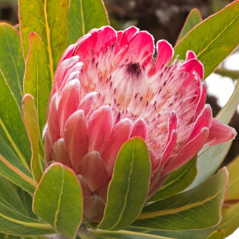 Protea Pink Ice (Floración)