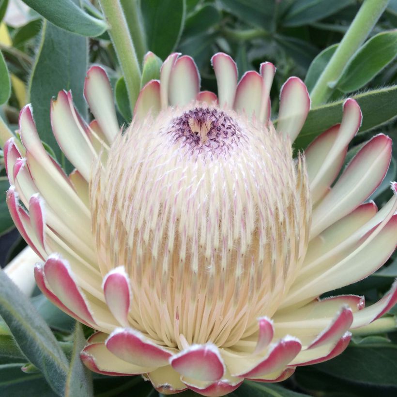 Protea Susara (Floración)