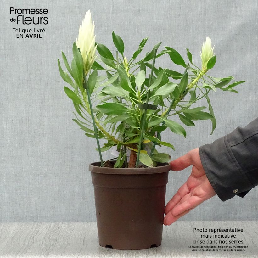 Protea White Crown - Protée royale miniature Pot de 2L/3L Ejemplar entregado en la primavera