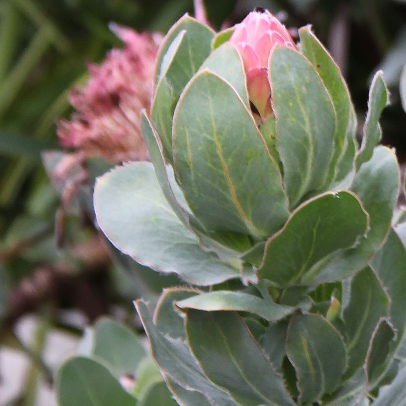 Protea eximia (Follaje)