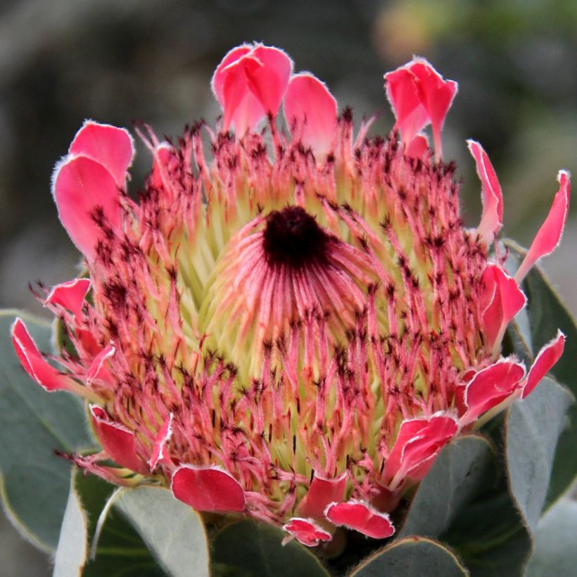 Protea eximia (Floración)