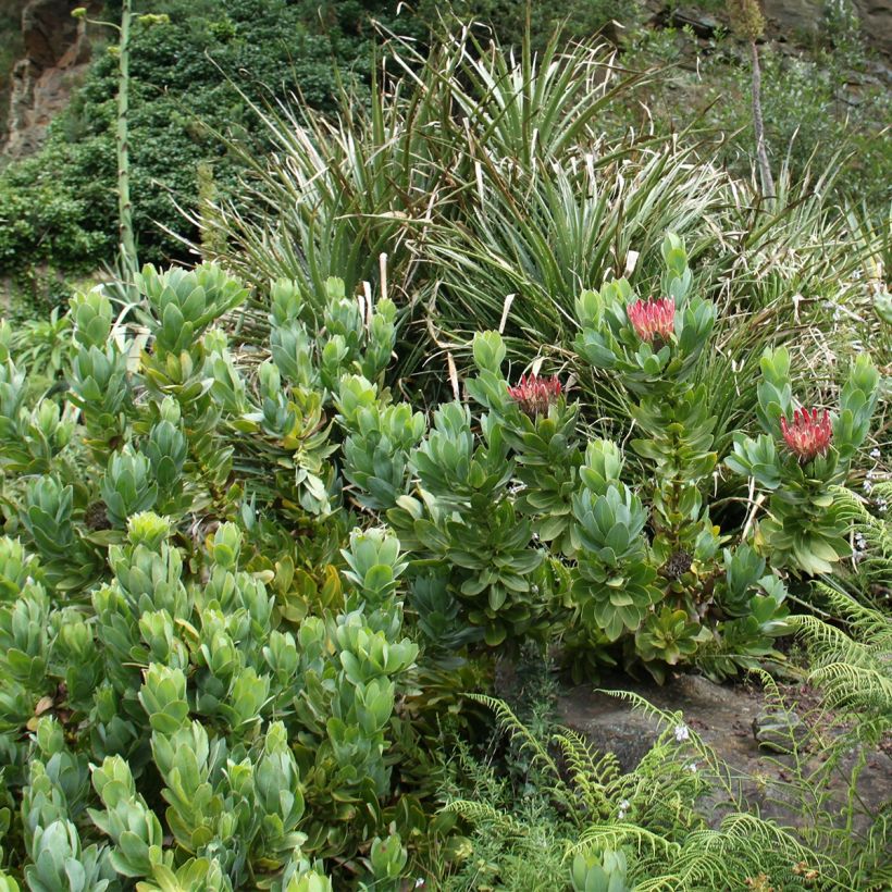 Protea eximia (Porte)