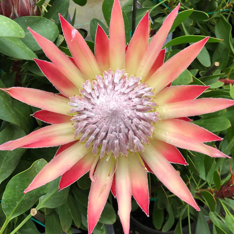 Protea cynaroides Little Prince - Protea rey (Floración)