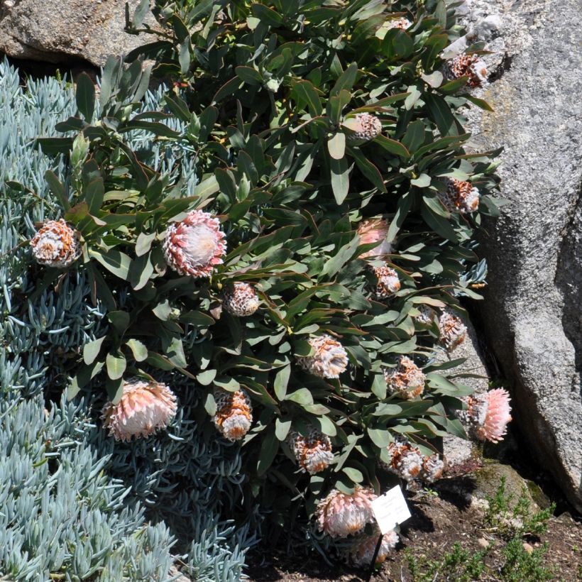 Protea magnifica (Porte)