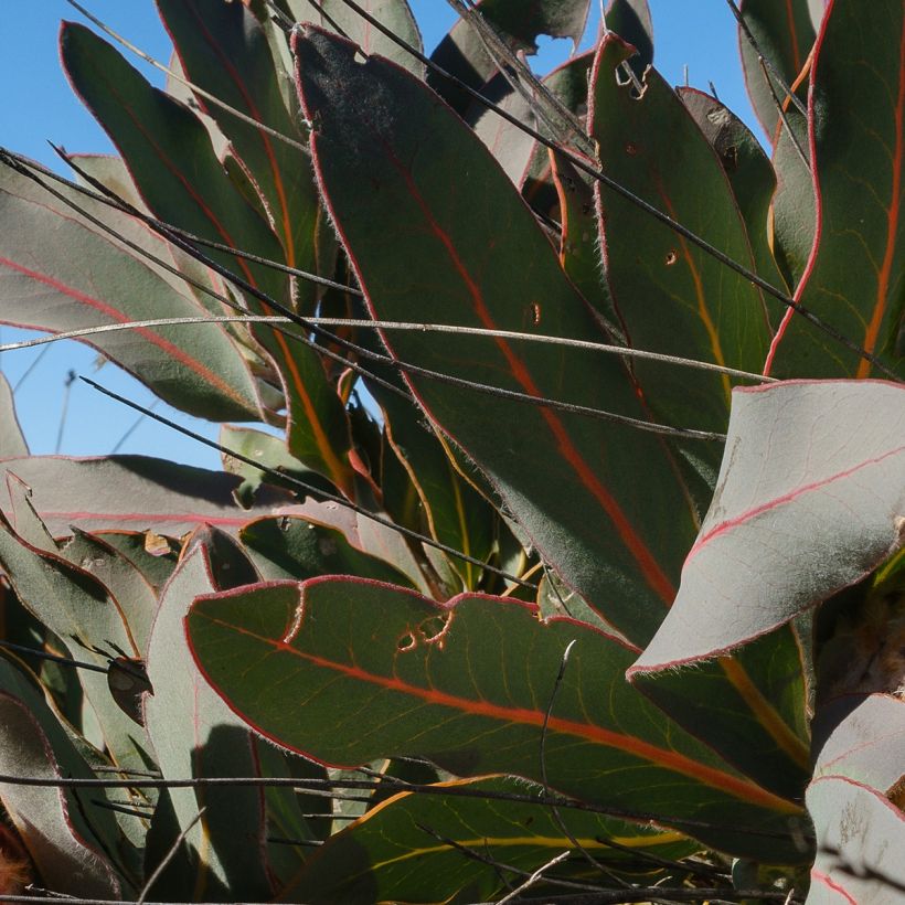 Protea magnifica (Follaje)