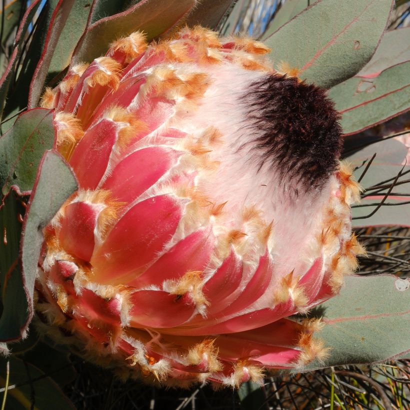 Protea magnifica (Floración)