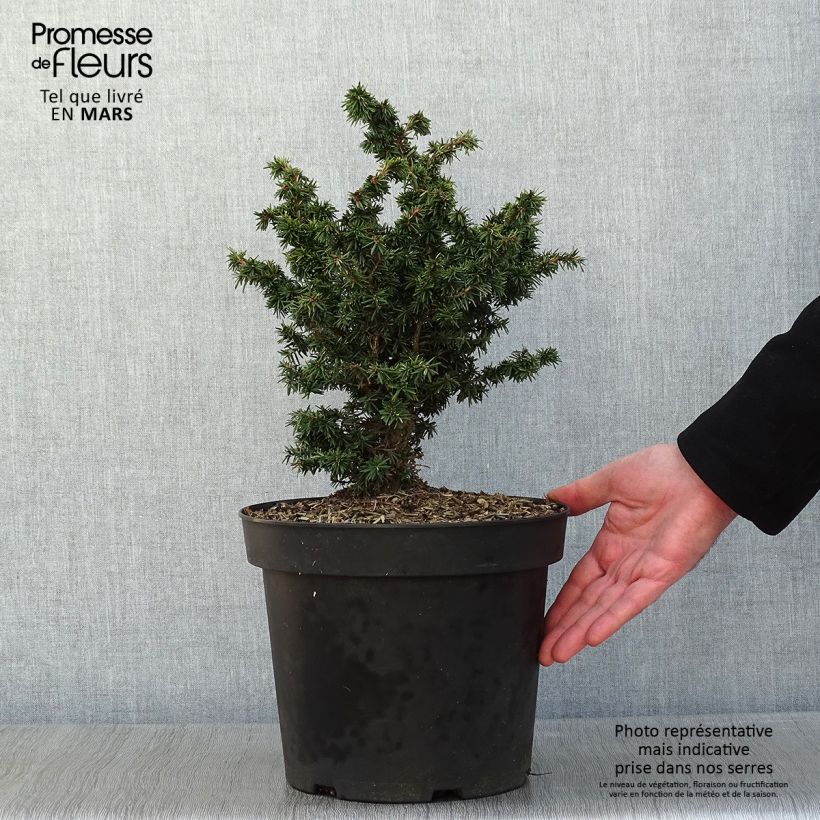 Pruche du Canada - Tsuga canadensis Jervis  Pot de 7.5L Ejemplar entregado en invierno