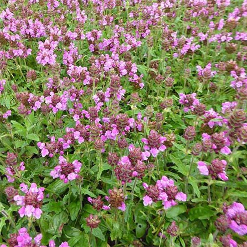 Prunella webbiana Rosea (Floración)