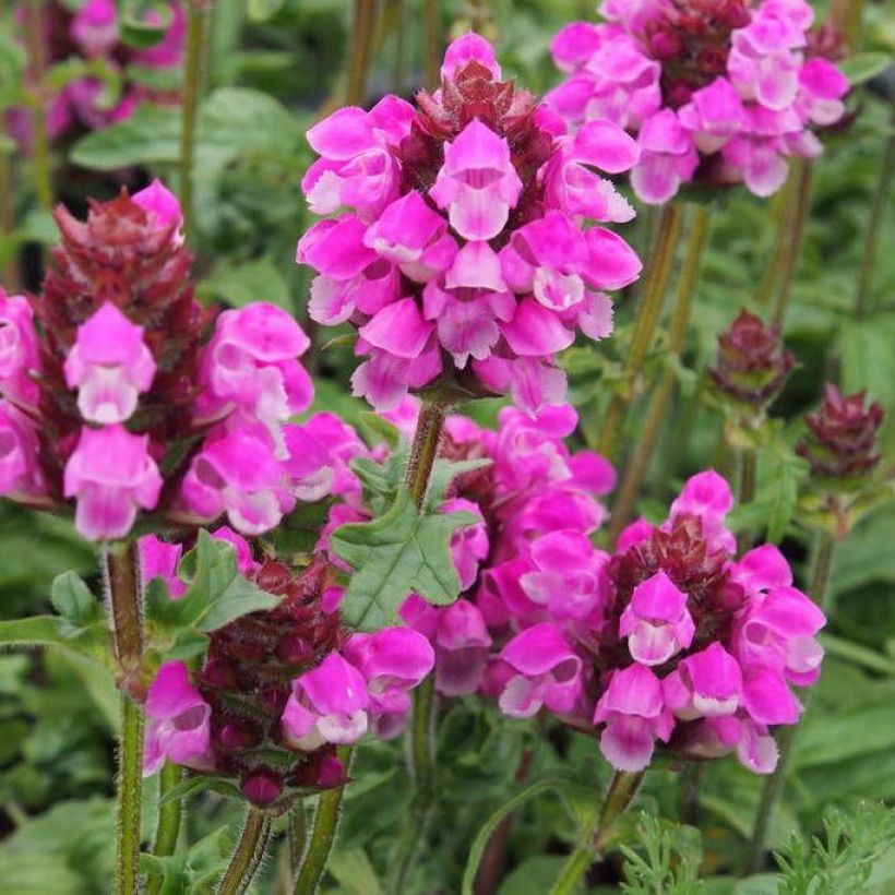 Prunella grandiflora Bella Deep Rose (Floración)