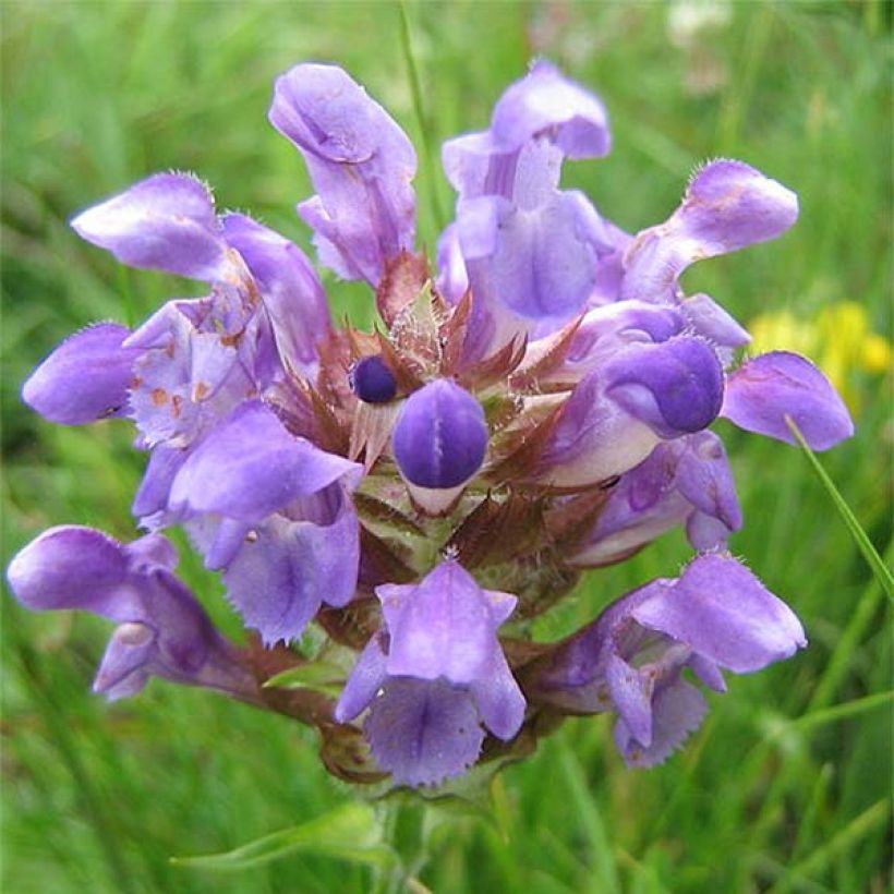 Prunella grandiflora Altenberg Rosa (Floración)