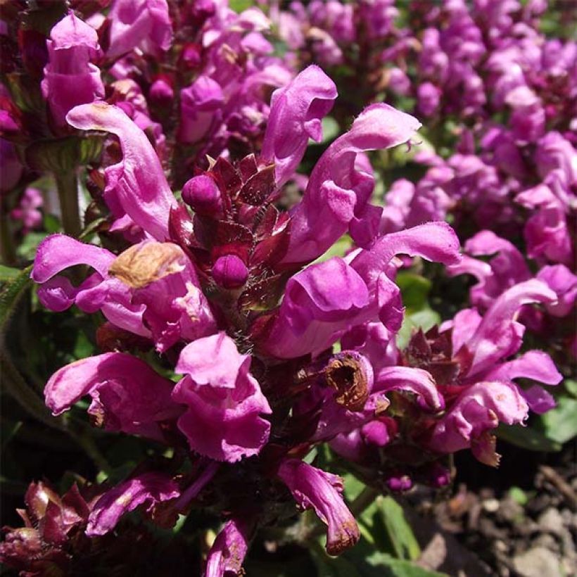 Prunella grandiflora Pink Loveliness (Floración)