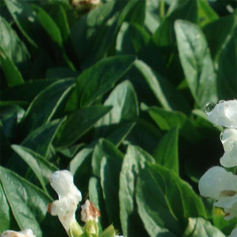 Prunella grandiflora White Loveliness (Follaje)